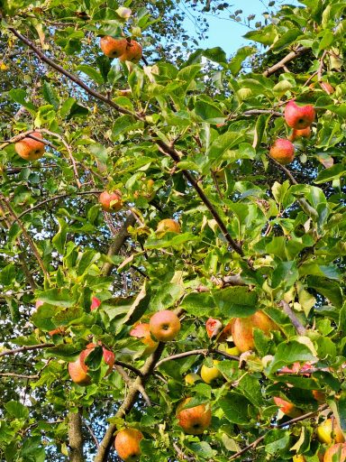 Apfelbaum