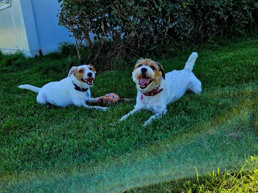🐶🐶